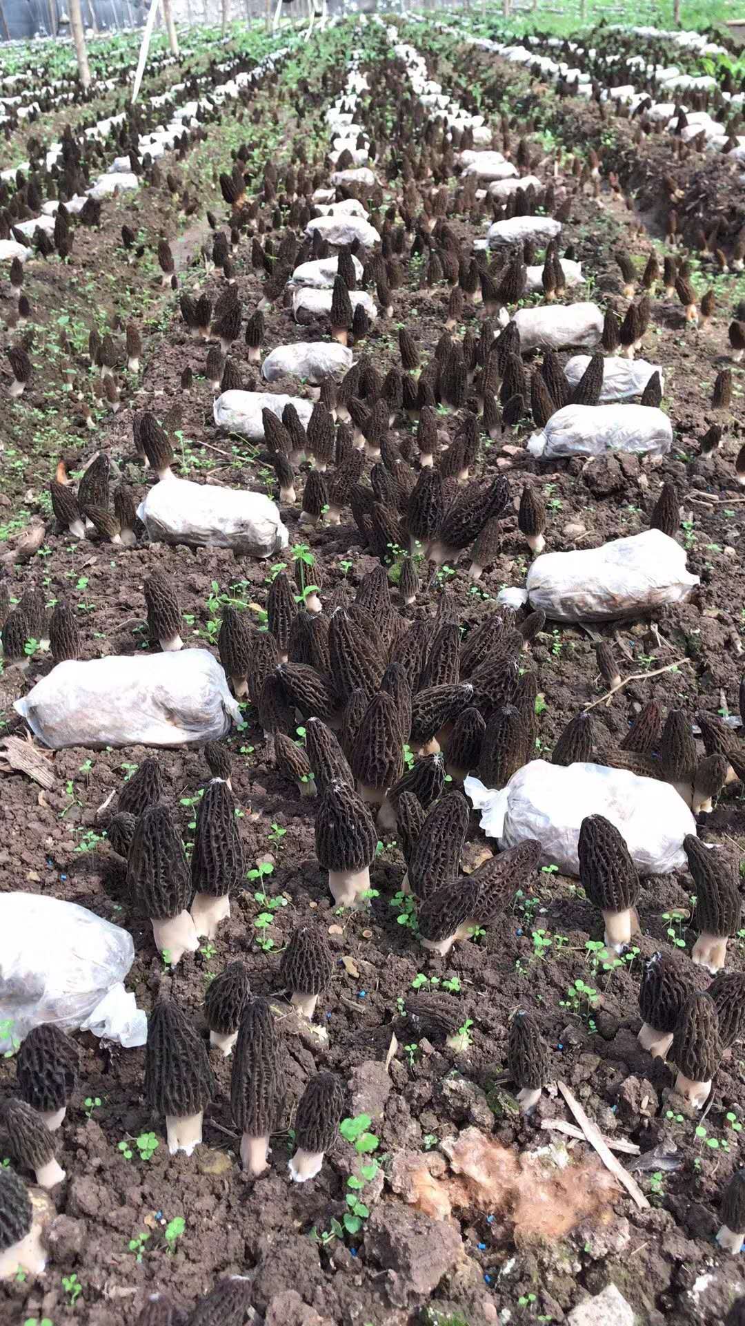 羊肚菌菌种种植基地